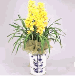 Golden Cymbidium orchids