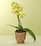 Golden phalaenopsis orchid