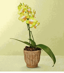 Golden phalaenopsis orchid