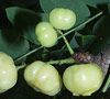 Gooseberry, Otaheiti Gooseberry (Chm Ru&#7897;t, T&#7847;m Ru&#7897;t) -