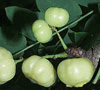 Gooseberry, Otaheiti Gooseberry (Ch�m Ruột, Tầm Ruột) -