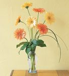Grand Gerberas