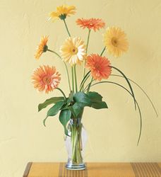 Grand Gerberas