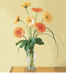 Grand Gerberas