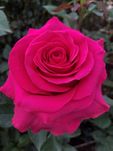Hot Pink Roses