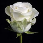 White roses