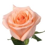 Peach Roses