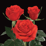 Red Roses