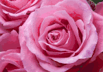 Pink roses