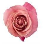 Hermosa Roses