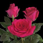 Hot Explore Roses