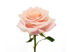 MotherOf Pearl Rose