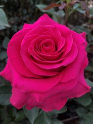 Hot Pink Roses