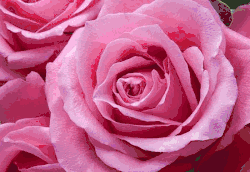 Pink roses
