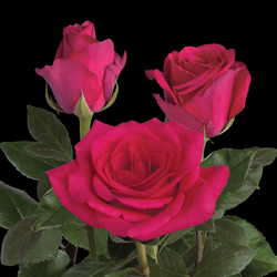 Hot Explore Roses