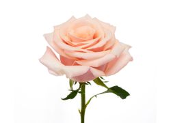 MotherOf Pearl Rose