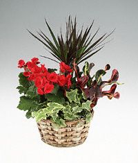 Green and blooming garden planter.