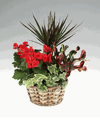 Green and blooming garden planter.