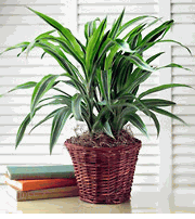 Green Plant