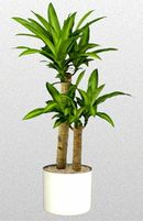 Green Plants