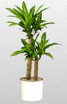 Green Plants