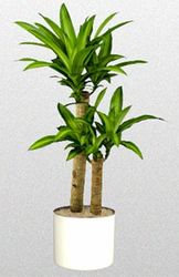 Green Plants