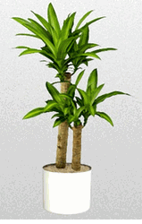 Green Plants