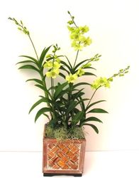 Green yellow Emerald Orchid 