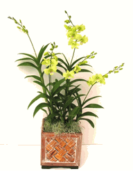 Green yellow Emerald Orchid 