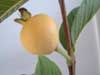 Guava (&#7892;i, &#7892;i Du, &#7892;i XaL&#7925;, &#7892;i H&#7891;ng o) - 