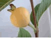 Guava (Ổi, Ổi D�u, Ổi XaLỵ, Ổi Hồng ��o) - 
