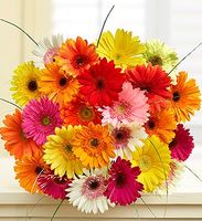 Happy Gerbera Daisies
