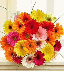 Happy Gerbera Daisies
