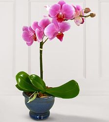 Happy Wishes Orchid Plant