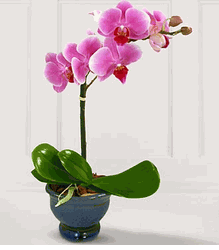 Happy Wishes Orchid Plant