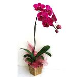 Ho Diep orchids