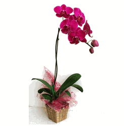 Ho Diep orchids