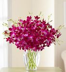 Hoa chc  mung- Congratulations Flower