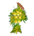 Hoa ch�c Mung Hoa chuc mung Grand opening 