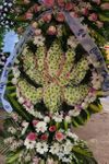 Hoa Sen Flower 