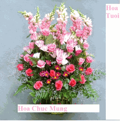 Hoa Chu'c Mung - Hoa Tuoi