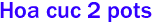 Hoa cuc 2 pots