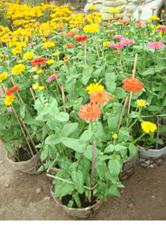 Hoa cuc 2 pots