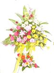 Hoa cuc mung- hoa khai trupng, congrat flowers