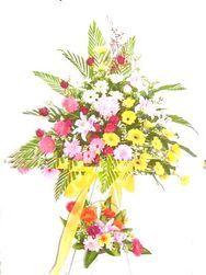 Hoa cuc mung- hoa khai trupng, congrat flowers
