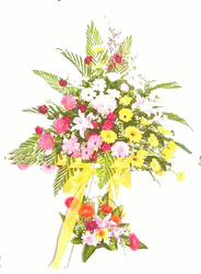 Hoa cuc mung- hoa khai trupng, congrat flowers