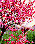 Hoa Da'o tree