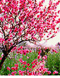 Hoa Da'o tree