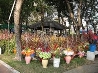 Hoa Dao Hoa o. Cherry blossoms