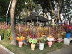 Hoa Dao Hoa o. Cherry blossoms